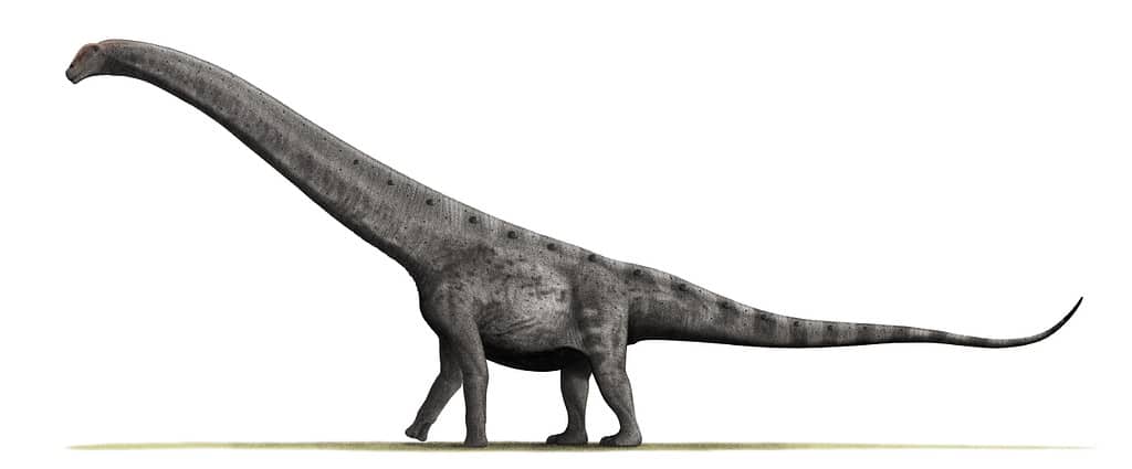 Artist's recreation of Argentinosaurus, credit: Nobu Tamura/Wikimedia Commons