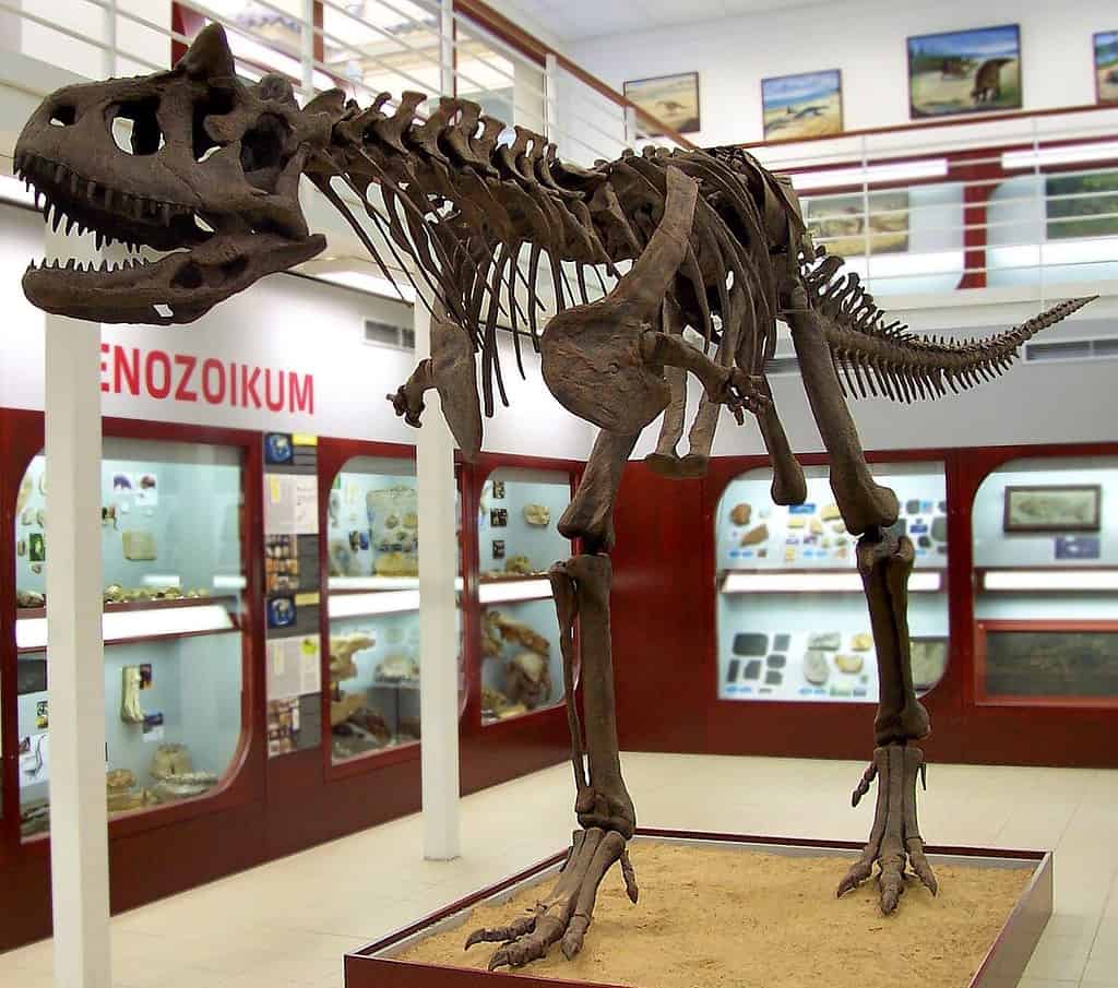 Museum reconstruction of Carnotaurus skeleton