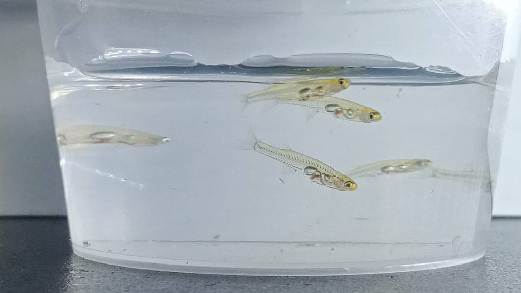Danionella cerebrum, fish in container
