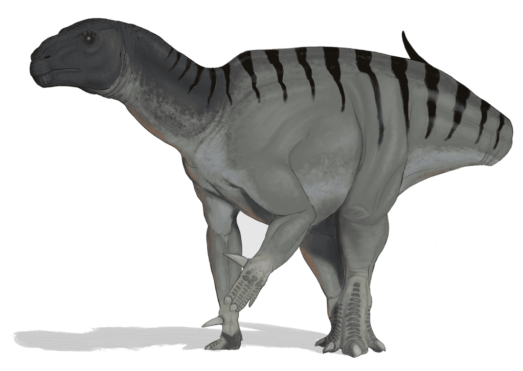 Artist's recreation of Iguanodon, credit: Caz41985/Wikimedia Commons