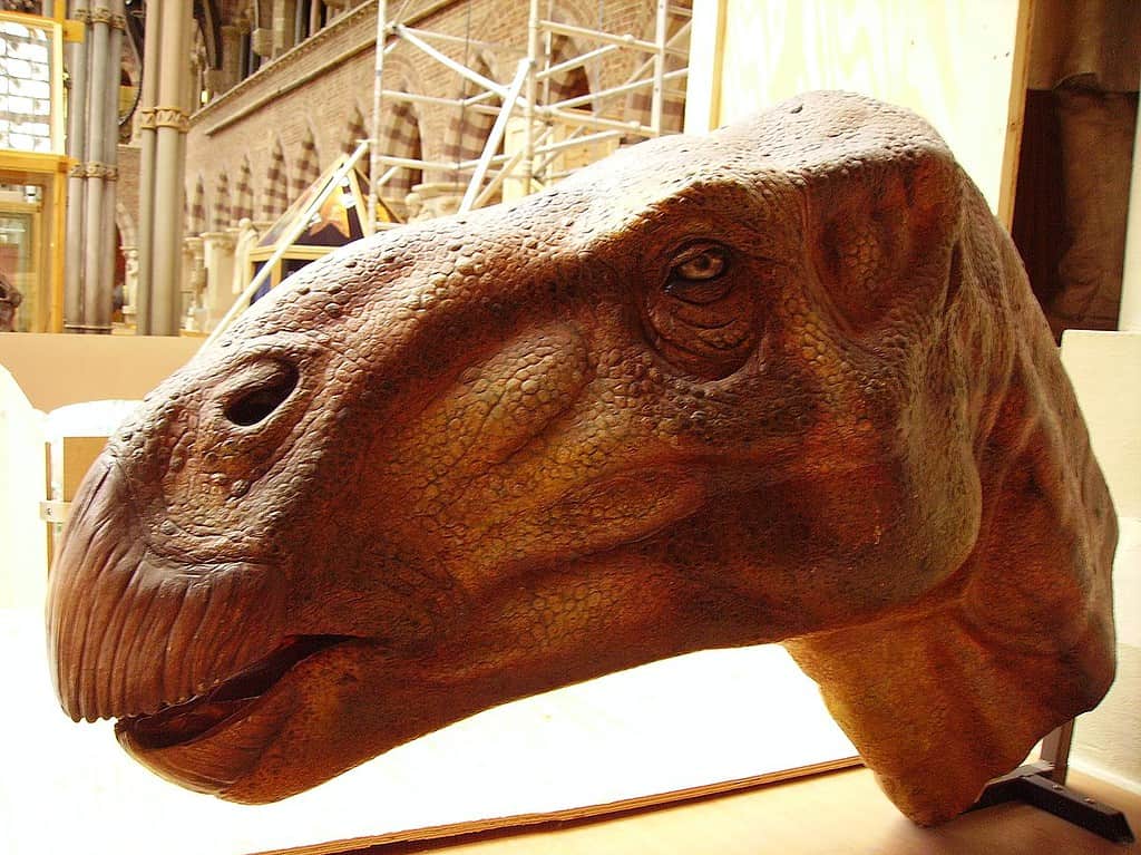 Museum reconstruction of Iguanodon head