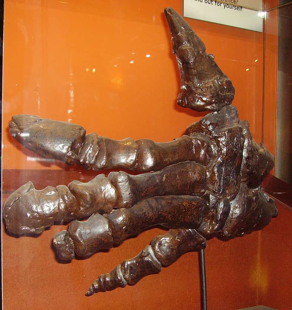 Museum reconstruction of Iguanodon hand