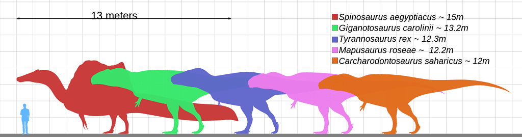 Longest theropod size comparison (featuring the aforementioned Carcharodontosaurids)