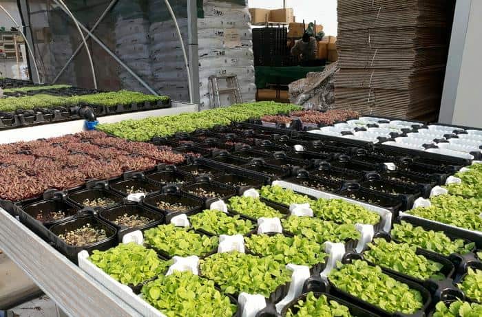 Microgreens growing in greenhouse