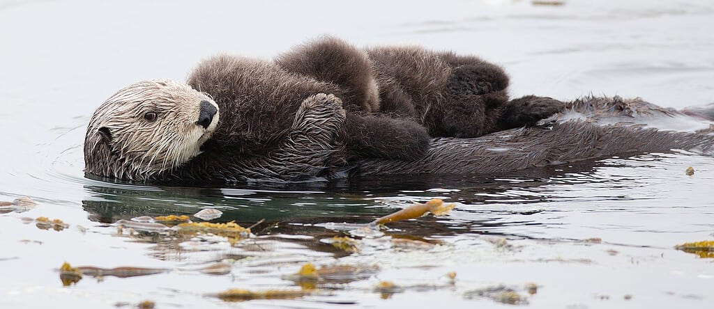 A photo of an otter mother with rare baby twin pups