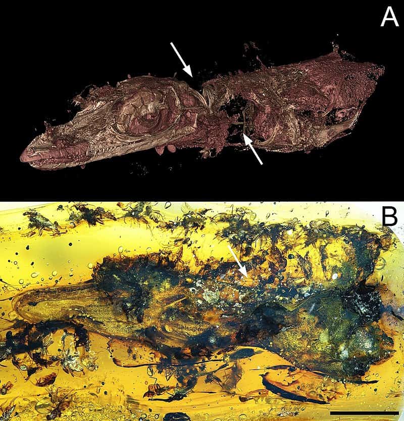 Amber preserved specimen of Occulodentavis with 3D scan
