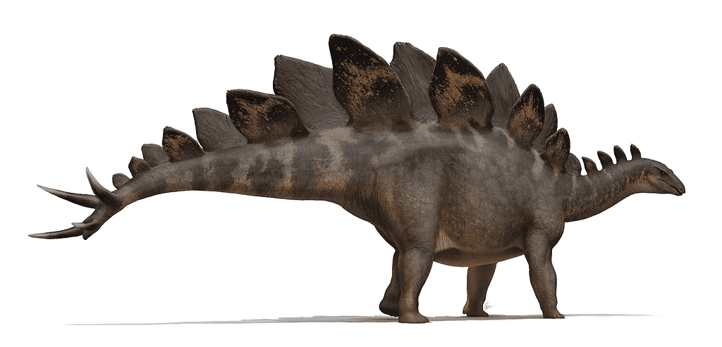 Artist's recreation of Stegosaurus. Credit: Fred Wierum/Wikimedia Commons
