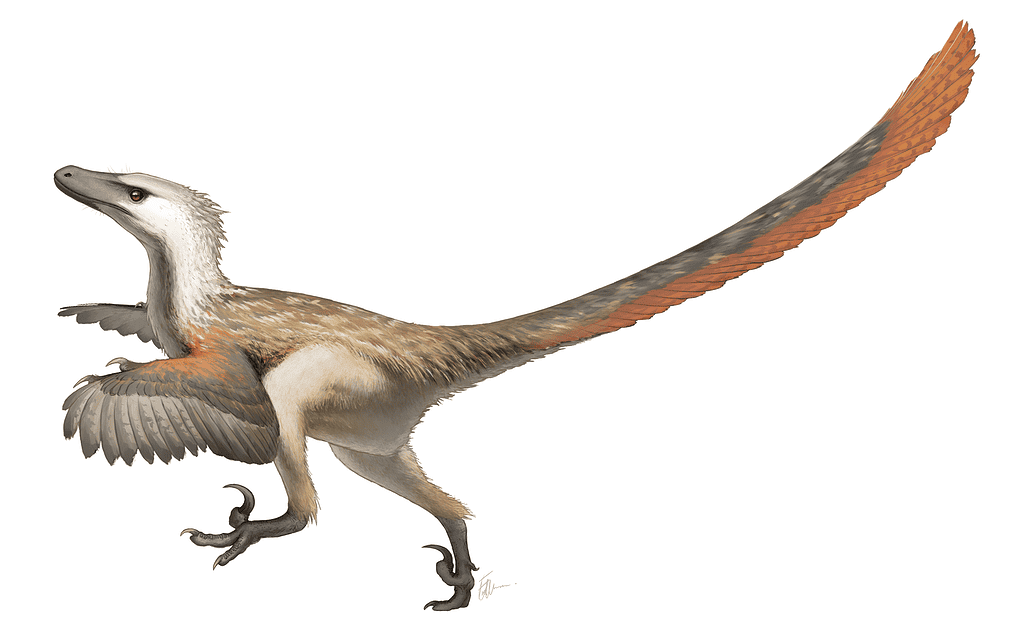 Artist's recreation of Velociraptor, credit: Fred Wierum/Wikimedia Commons