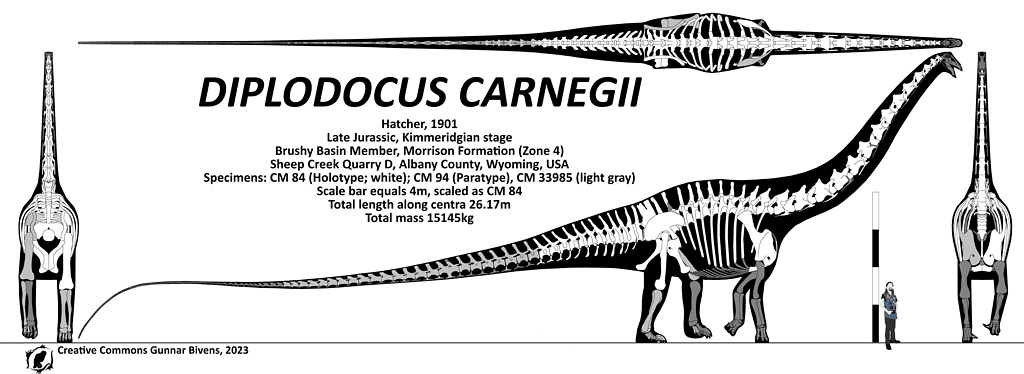 Diplodocus carnegii size comparison