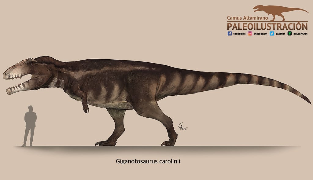 Giganotosaurus size comparison to human