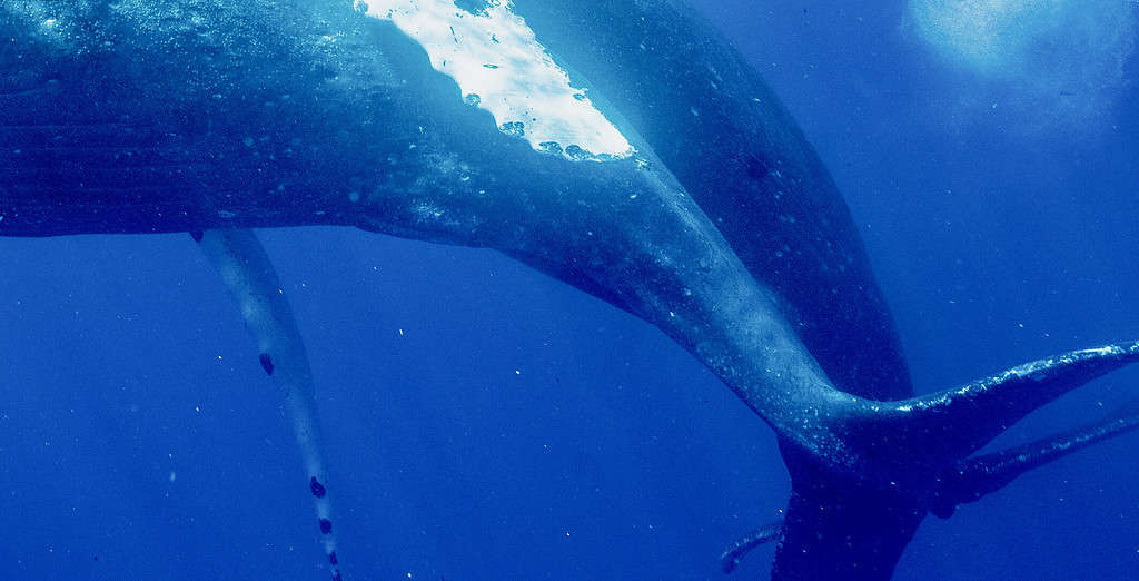 Close-up of the genital region of Whale A, which was previously confirmed to be a male through biopsy sampling. Credit: D. Steel and S. Baker. 