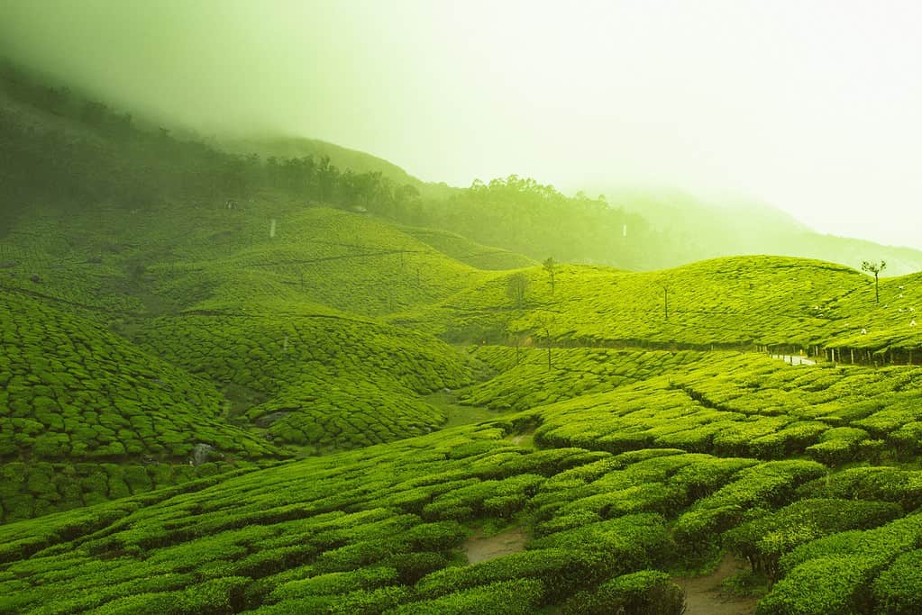 Tea plantation in India.