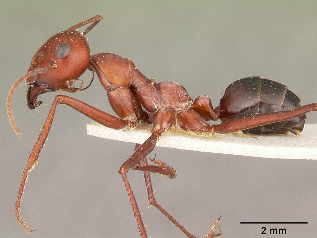 desert ant