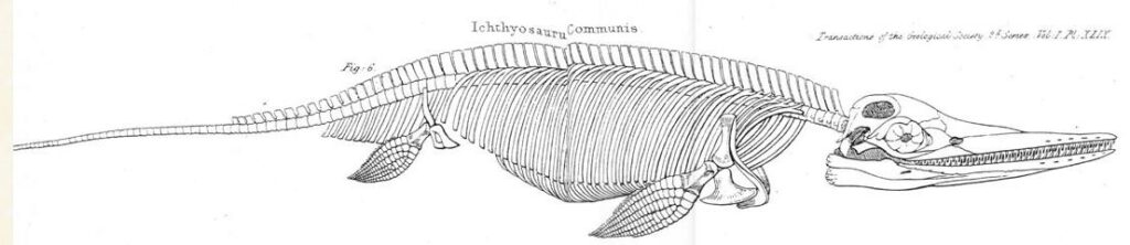 Conybeare's Ichthyosaurus communis