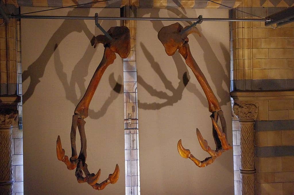 Museum restoration of Deinocheirus hands