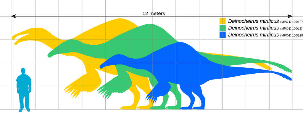 Deinocheirus specimens - human size comparison