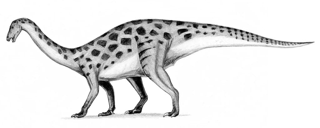 Early interpretation of Erlikosaurus, a therizinosaurid