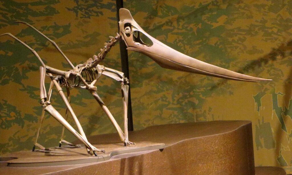 Museum reconstruction of a female grounded Pteranodon