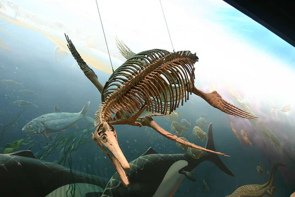 Museum reconstruction of Ichthyosaurus skeleton