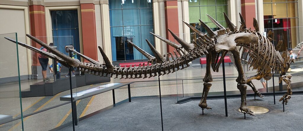 Museum mount of Kentrosaurus skeleton showcasing it's terrifying tail