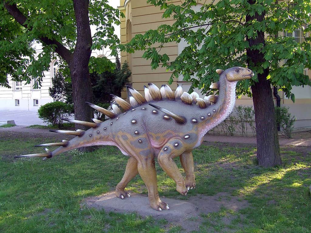 Museum reconstruction of Kentrosaurus in tripodal stance