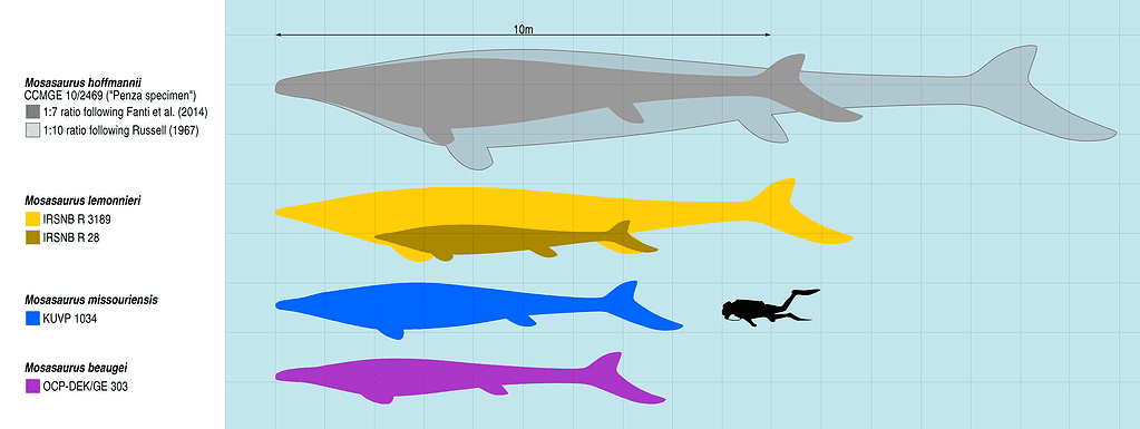 Mosasaurus species - human size comparison