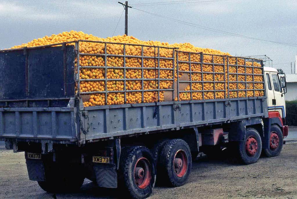 Truck loaded with oranges
