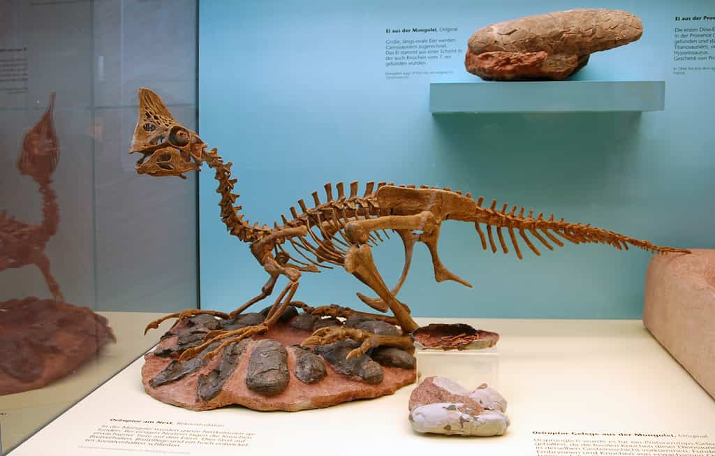 Museum reconstruction of Oviraptor with its nest