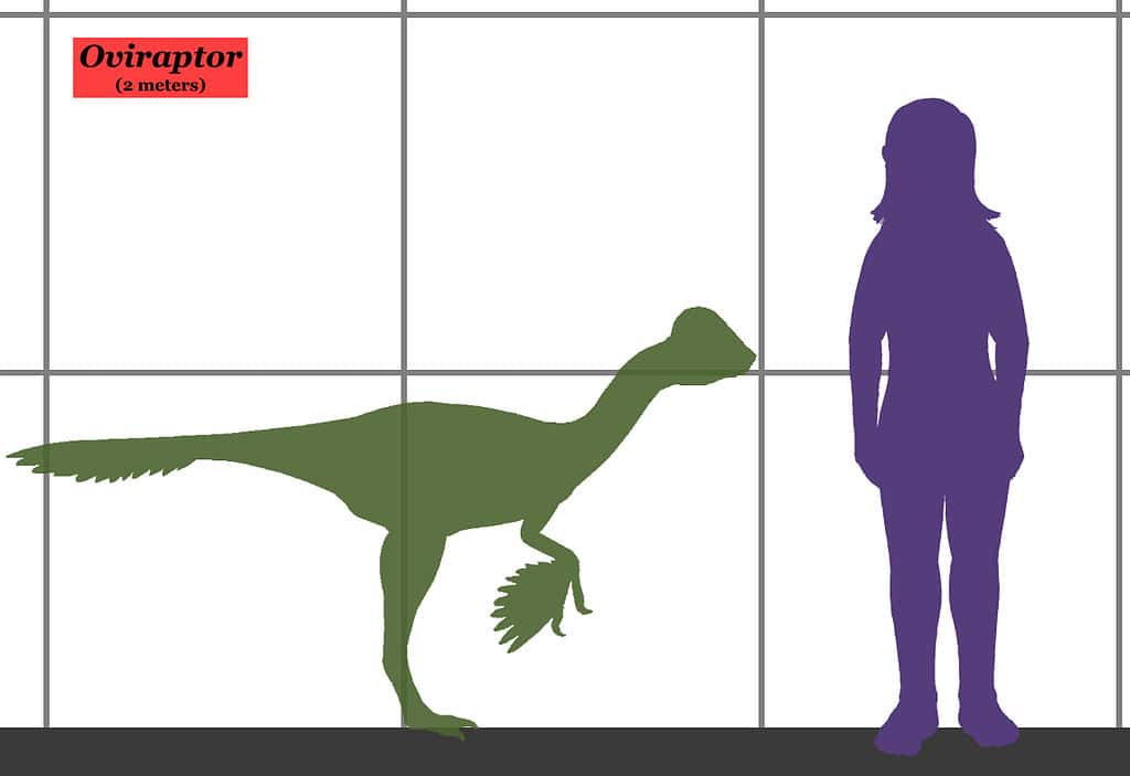 Oviraptor - human size comparison