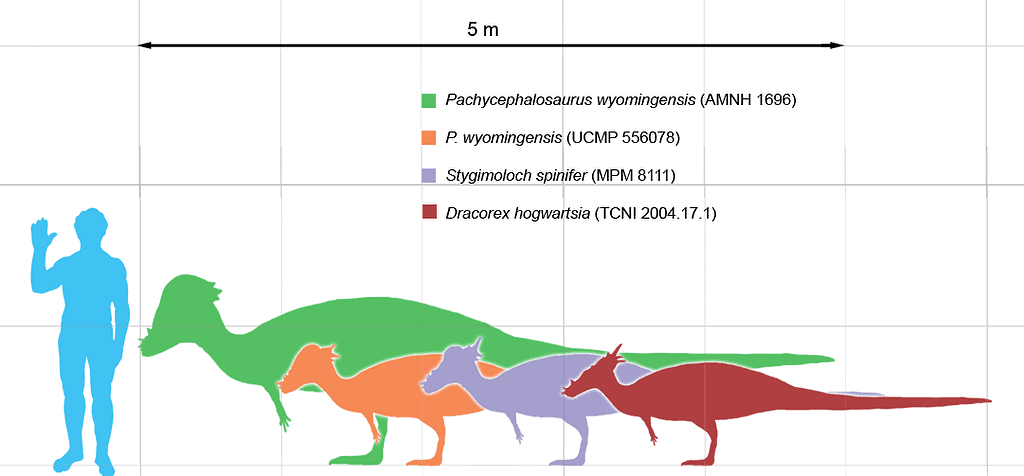 Pachycephalosaurid size chart