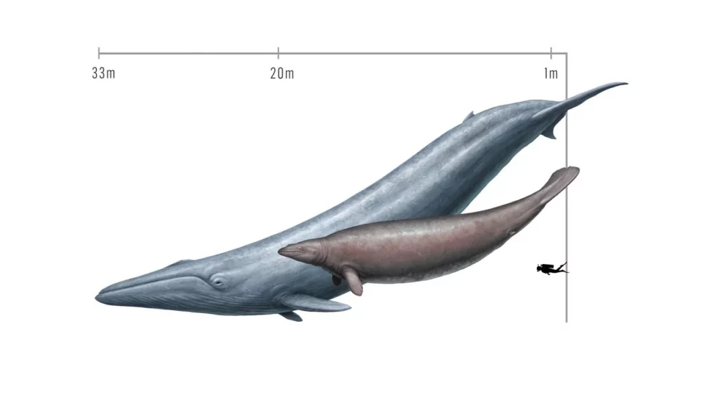ize comparison of a modern blue whale (Balaenoptera musculus) and the extinct Perucetus colossus, known from a fossil discovered in Peru.