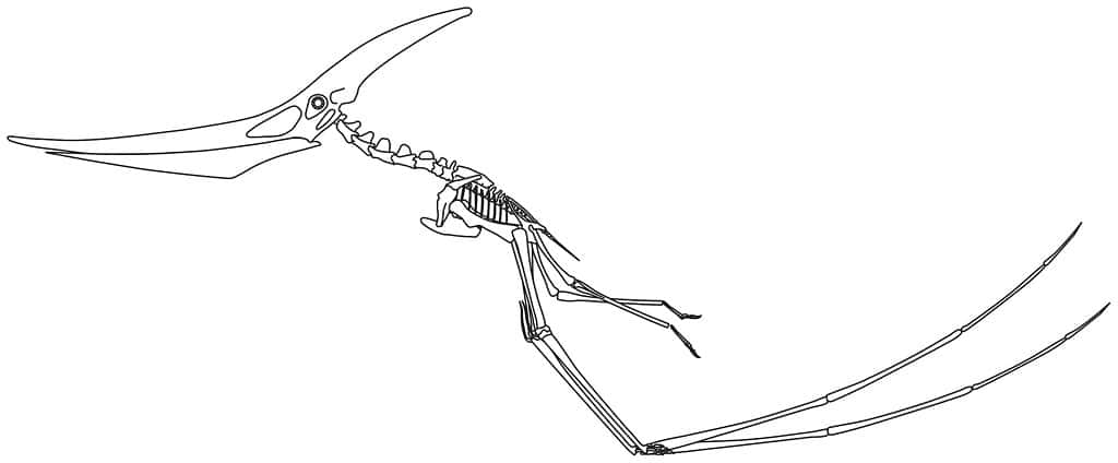 Skeletal reconstruction of a quadrupedally launching male P. longiceps