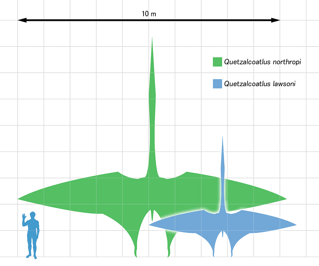 Q. northropi and Q. lawsoni - human size comparison