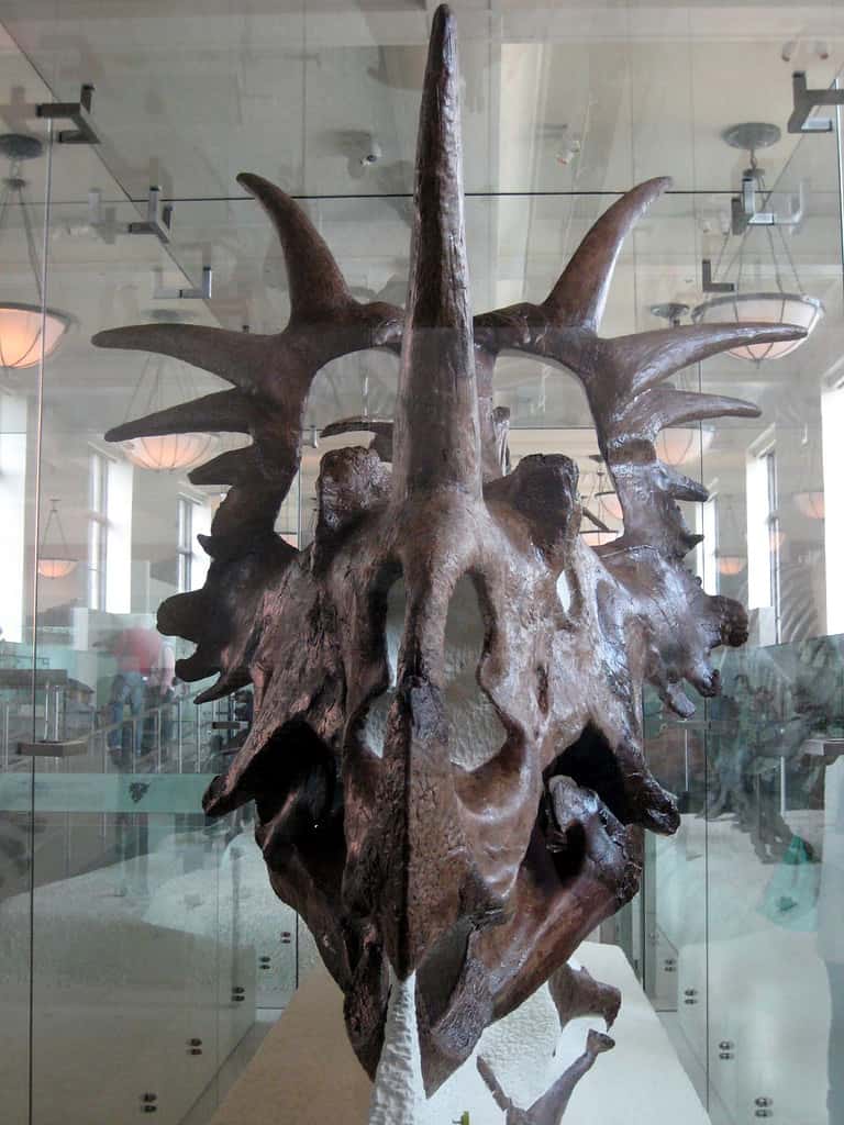 Museum mount of S. albertensis skull
