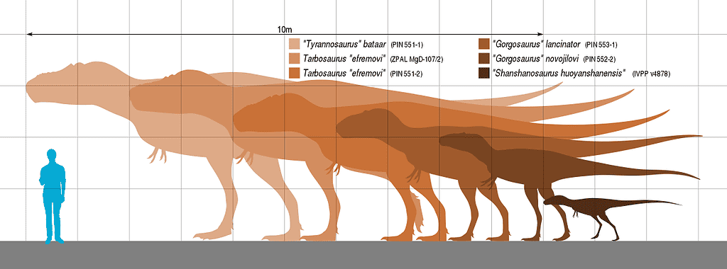 Tarbosaurus - human size comparison