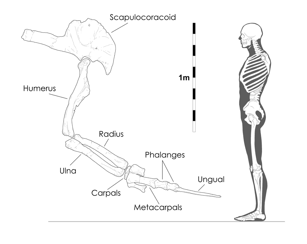 Therizinosaurus arm - human size comparison