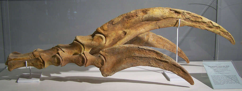 Museum cast of Therizinosaurus manus