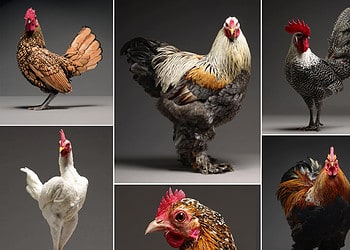 A collage of chicken portraits from the CHICken photography project.