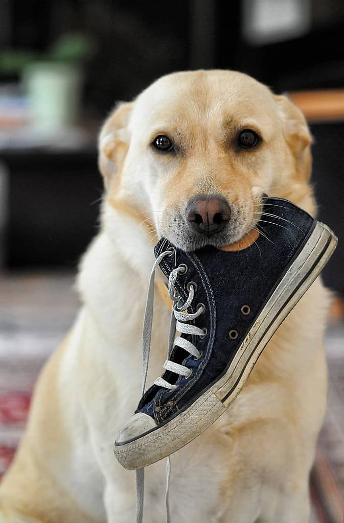 lab holding sneaker inside mouth