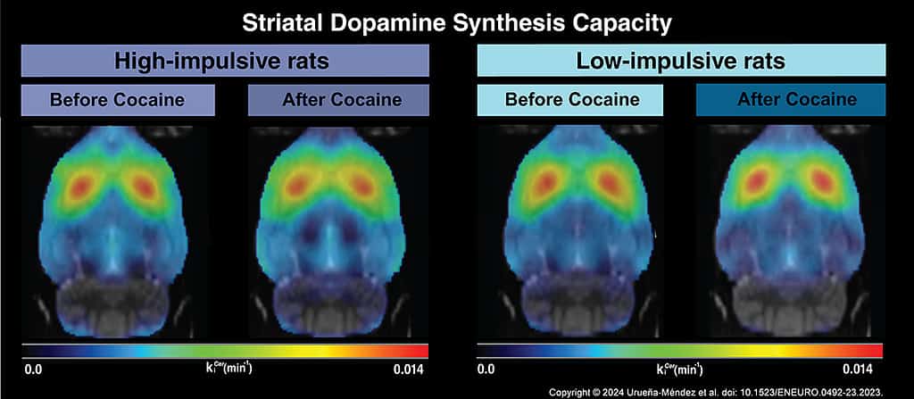 Index of dopamine synthesis capacity, in high- and low-impulsive rats before and after repeated cocaine self-administration. © 2024 Urueña-Ménedez et al.

