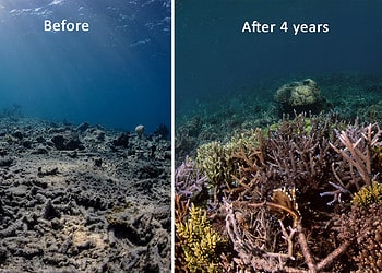 Photos depicting reef restoration in Indonesia.