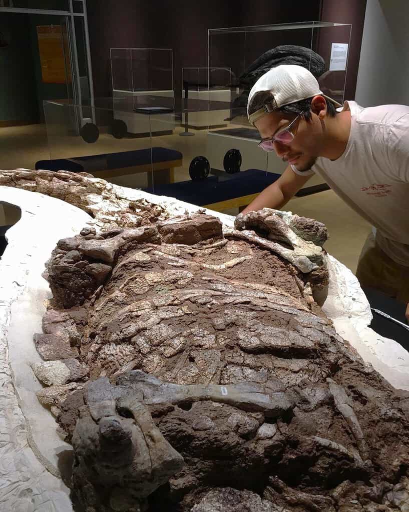 William Reyes, a doctoral student at the Jackson School of Geosciences, examines an aetosaur specimenon display at the New Mexico Museum of Natural History and Science. Credit: William Reyes