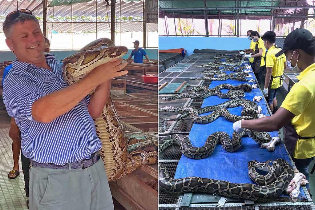 Dr. Aust with a python (left) and workers giving food to pythons in a farm (right).