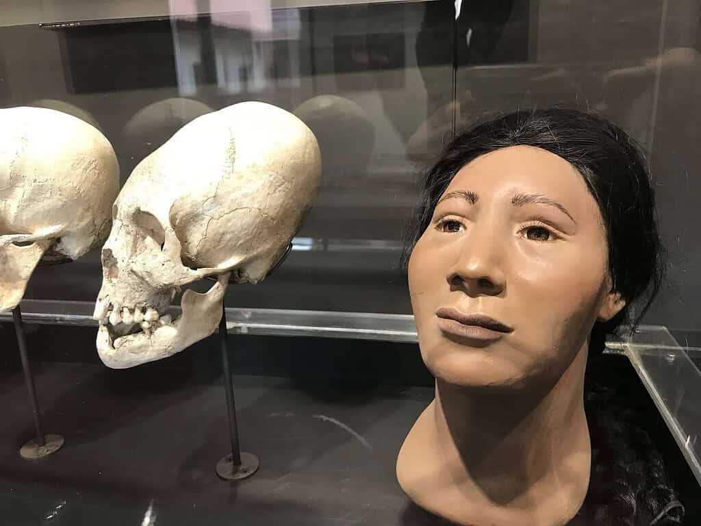 Pre-Columbian skull elongation. Credit: Louis Wolf.