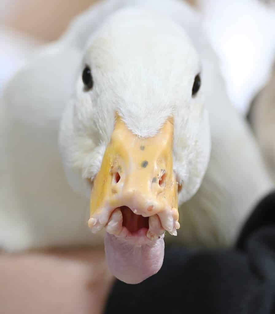 Polly duck closeup bill