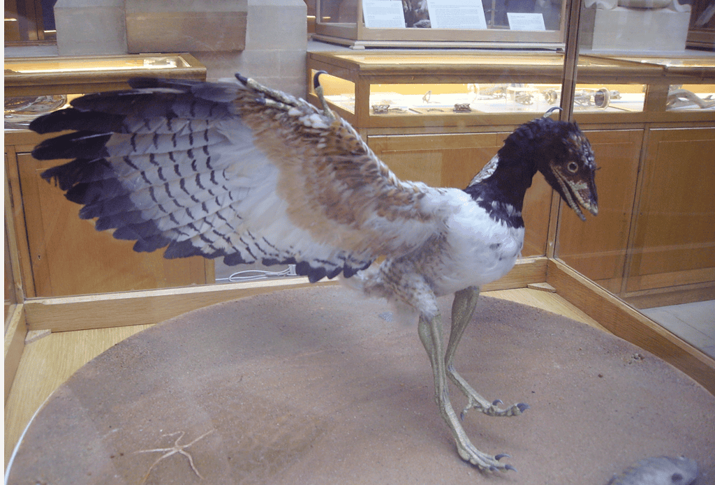 Museum reconstruction of A. lithographica with open wings
