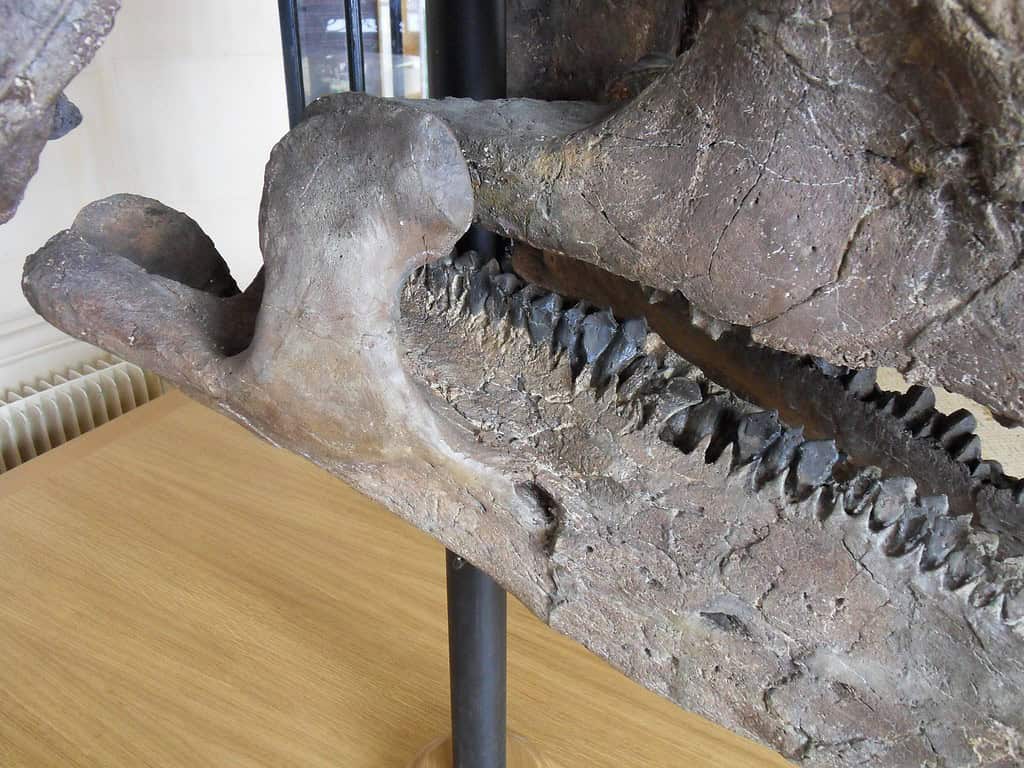 Museum cast of Triceratops lower jaw