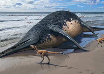 An illustration showing a dead ichthyosaur on a beach.