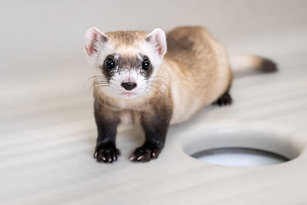Noreen the black-footed ferret