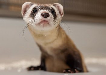 Antonia, a cloned black-footed ferret, .